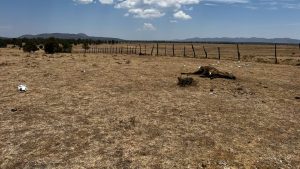Durango en alerta roja más de 1 300 reses muertas por la sequía extrema